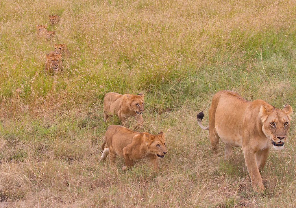 Early morning light across open grassland in the Maasai Mara, Kenya.