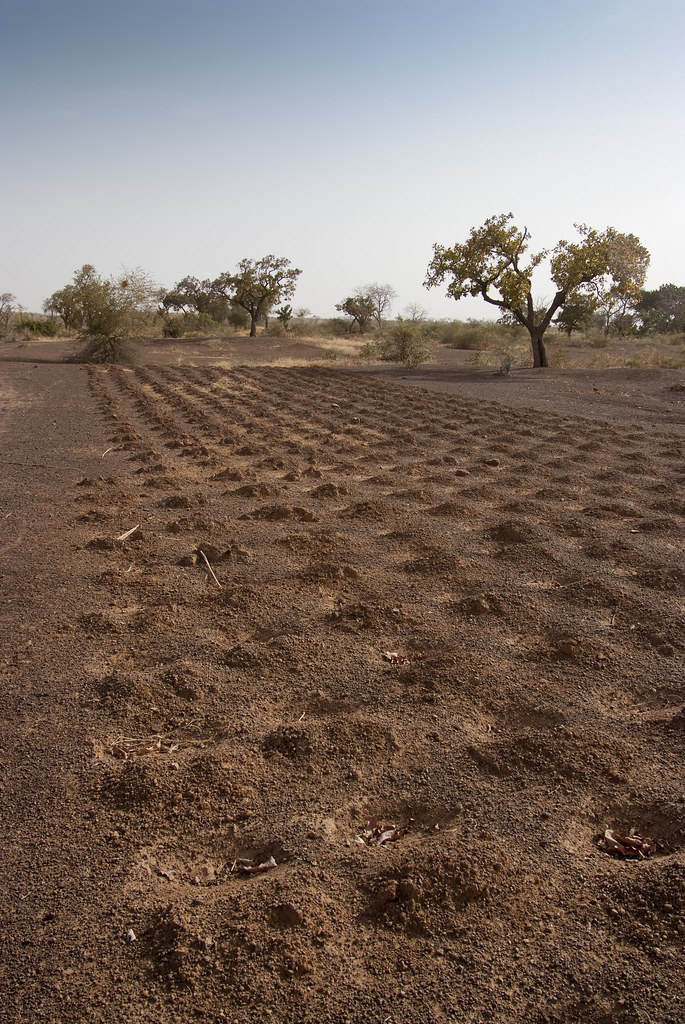 A millet field after harvest, with dry stalks standing in worked ground.
