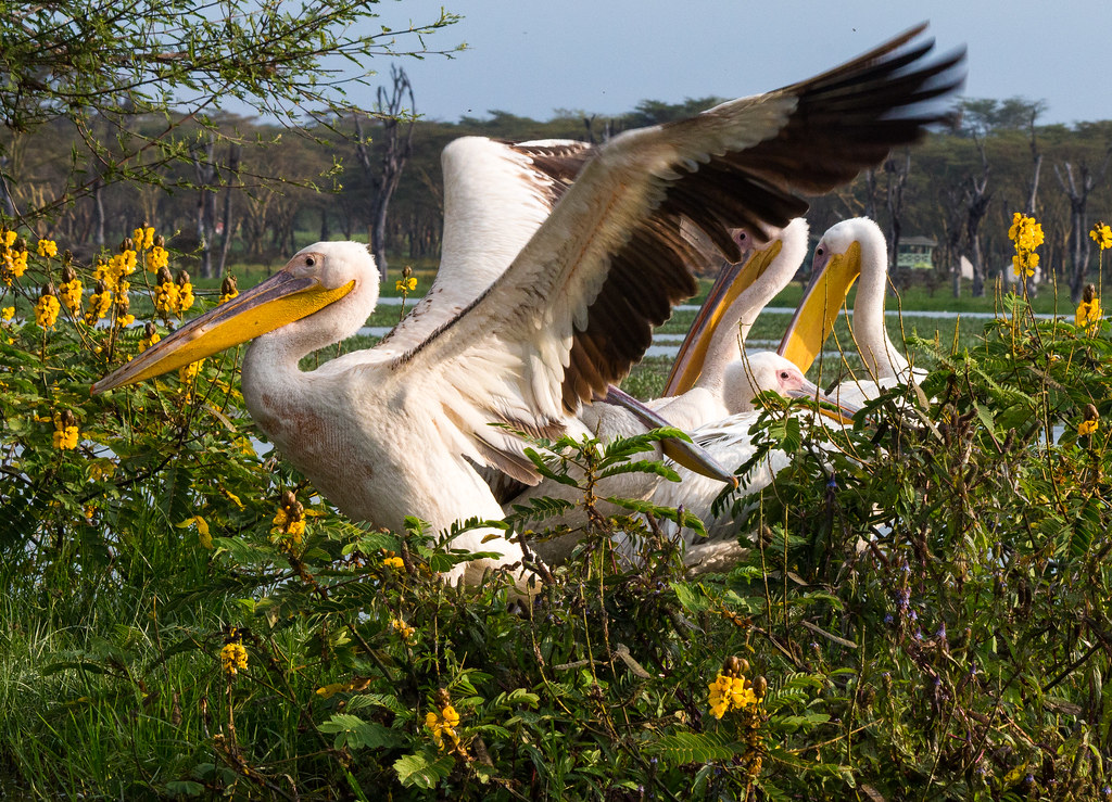 Birds in flight over Lake Naivasha in Kenya's Rift Valley, with hills beyond.